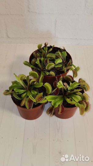 Венерина мухоловка (AVenus Flytrap)