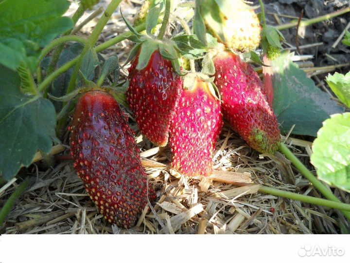 Рассада клубники купчиха