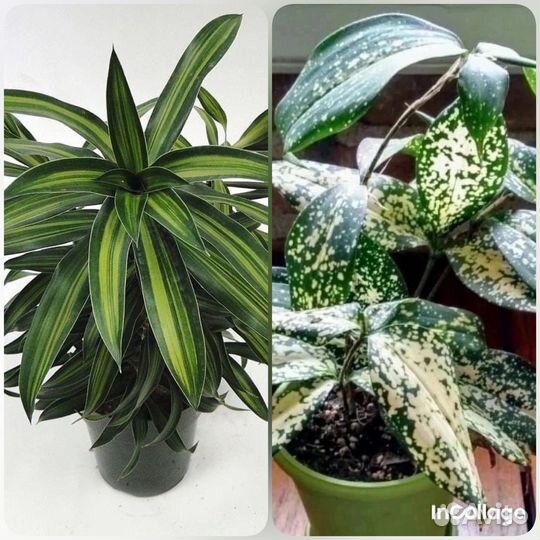 Драцена Годсефа и песня Ямайки