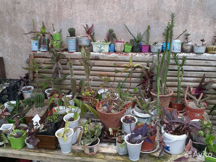 Комнатные цветы и растения