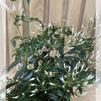 Жасмин многоцветковый