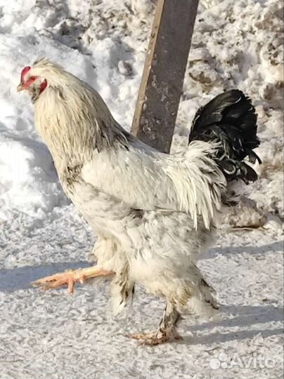 Петухи на племя или мясо
