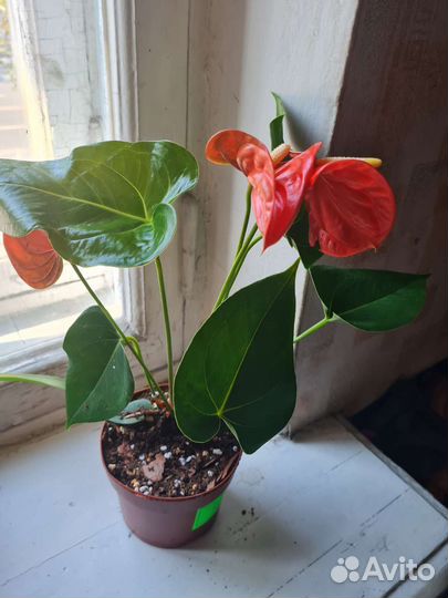 Антуриум беби оранж