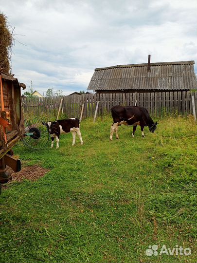 Корова и телёнок