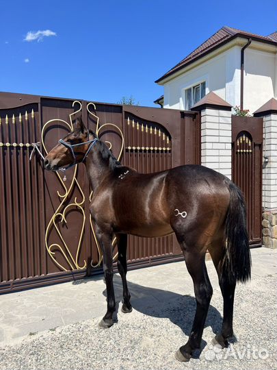 Кабардинский жеребчик