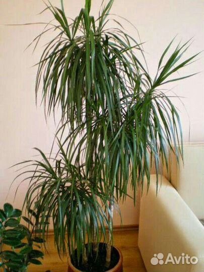 Драцена маргината триколор, душистая