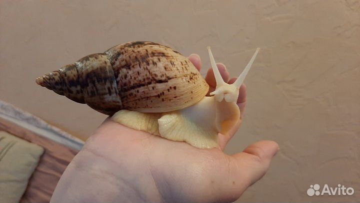 Корм для улиток разных видов