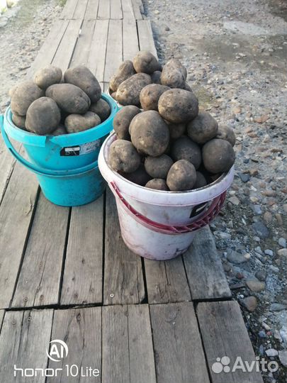 Картофель едовой