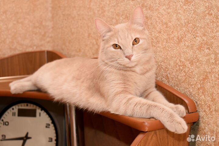 Кот Абрикос и Кокос в добрые руки