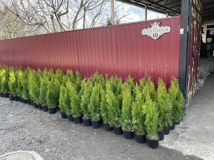 Туя Смарагд 50-60 см