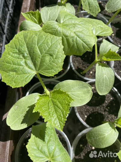 Рассада огурцов