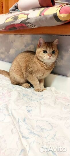 Кошка шотландская в разведение