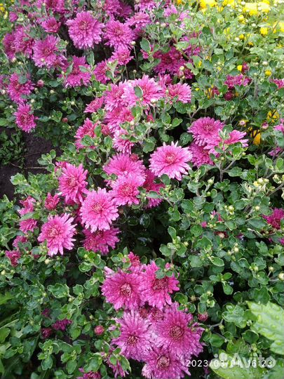 Хризантема саженцы