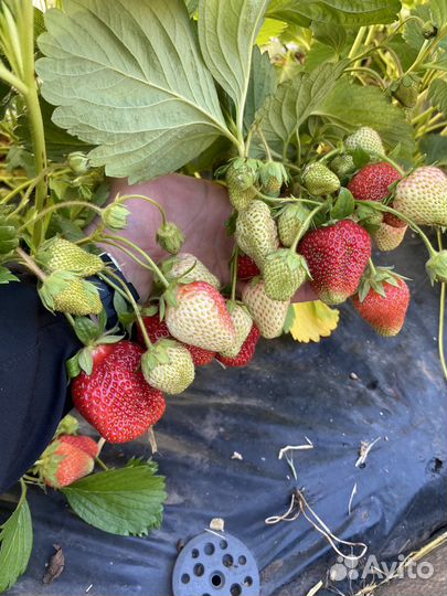 Саженцы клубники