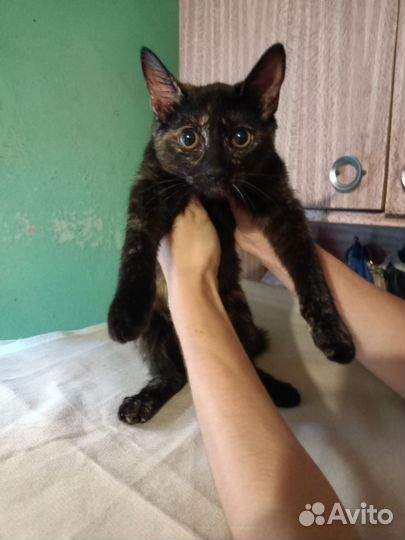 Котенок милая ласковая кошенька