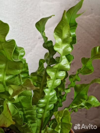 Папоротник Асплениум в керамическом горшке