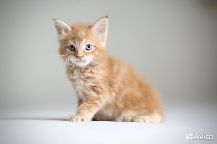 Котята мейн-кун