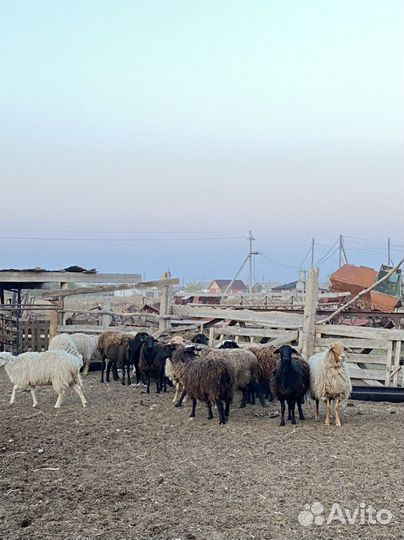 Овцвематки живым весом