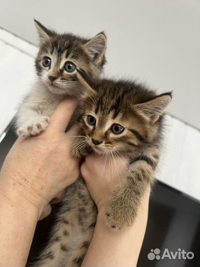 Кошка в дар бесплатно