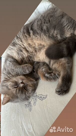 Кот для вязки Шотландец Бесплатно