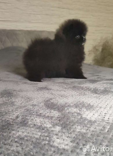 Шпиц mini мишка