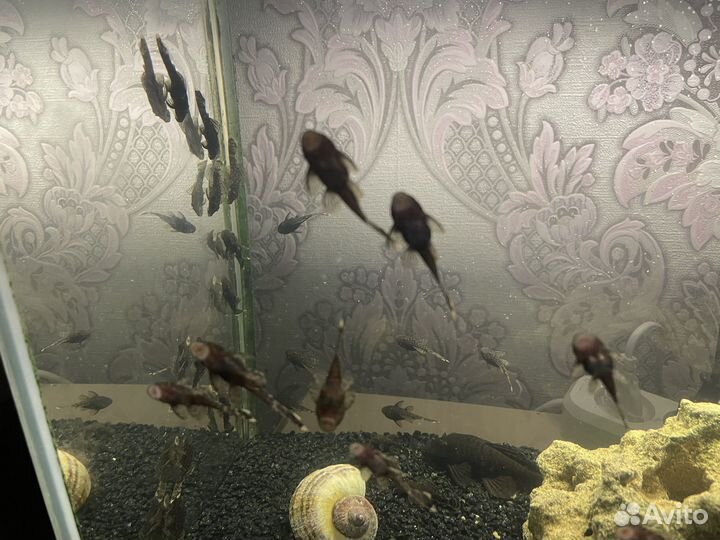 Сомики