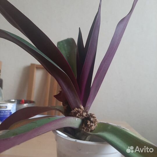 Рео -комнатный цветок