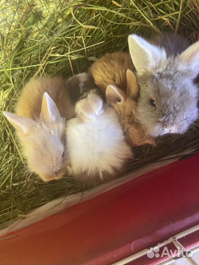 Декоративные кролики