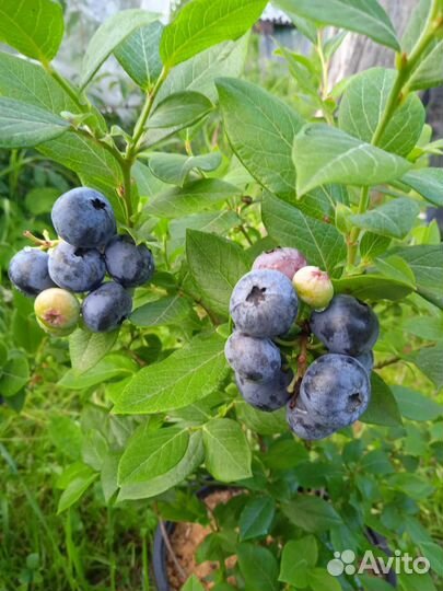 Голубика садовая, ежевика, саженцы