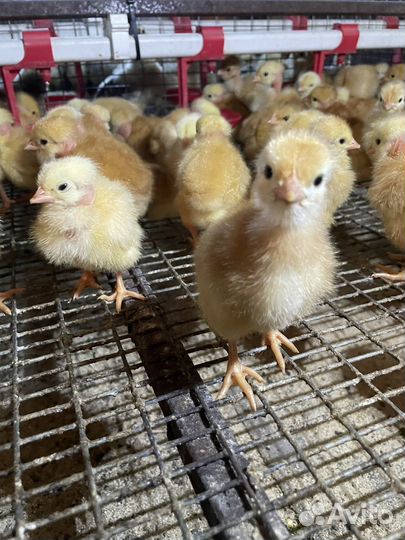 Цветной бройлер (мясояичные), бройлер, доминант