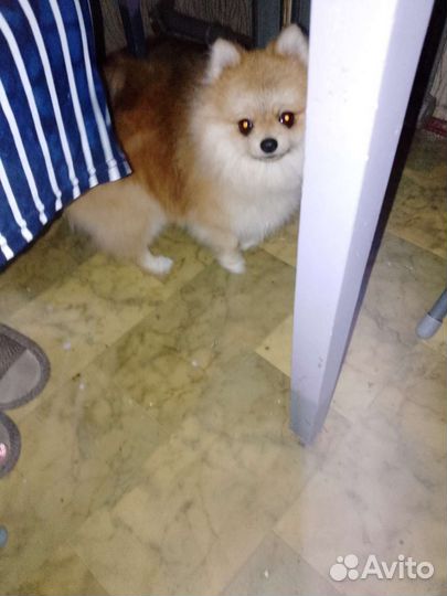 Щенок шпица