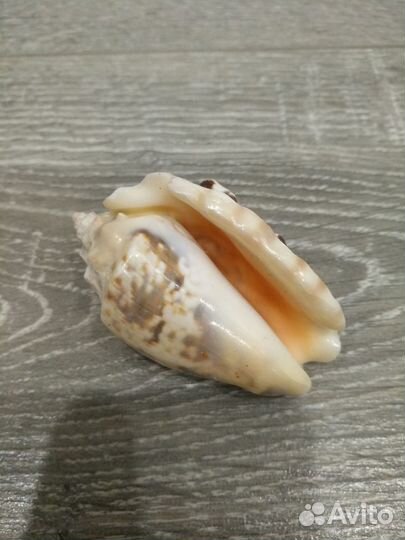 Морские ракушки,раковины,камни