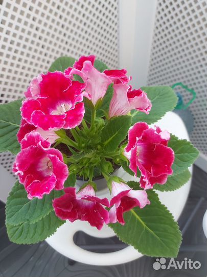 Глоксиния цветущая