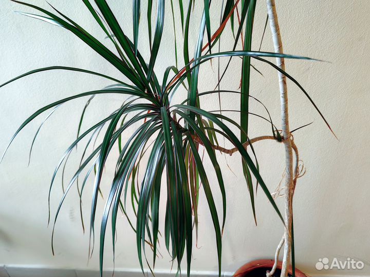 Драцена с горшком высота 2,5 метра