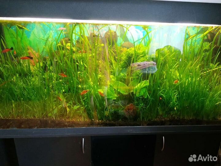 Аквариум на 500 литров