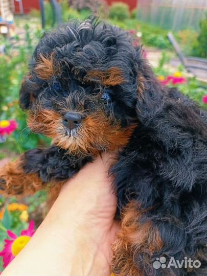 Крошки micro мальтипу эксклюзив