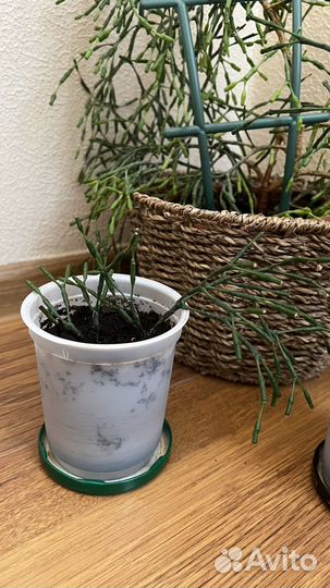 Хатиора/суккулент