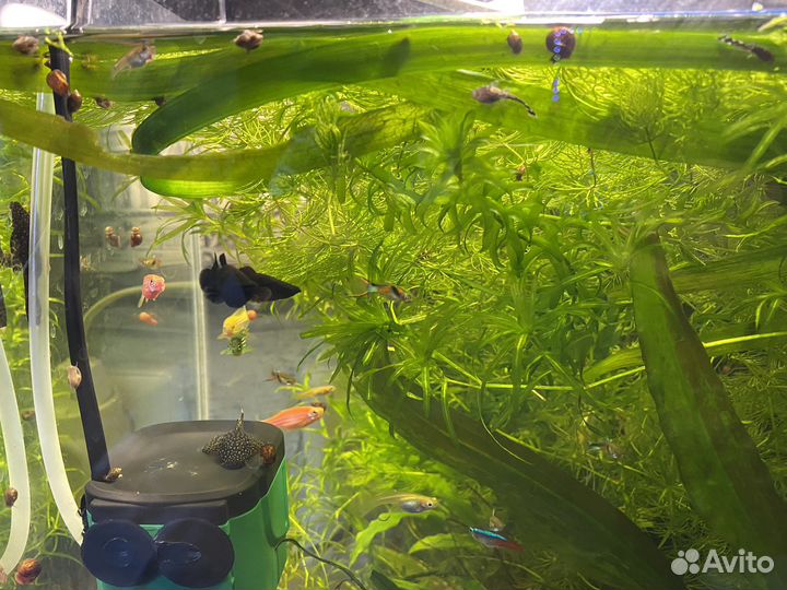 Гуппи эндлера