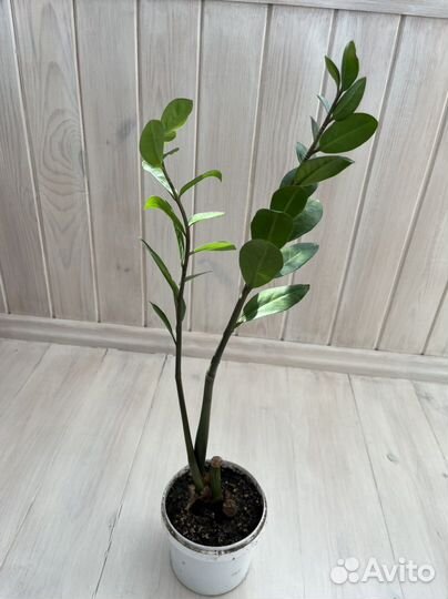 Замиокулькас