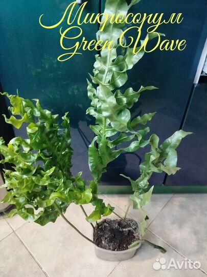 Растения комнатные