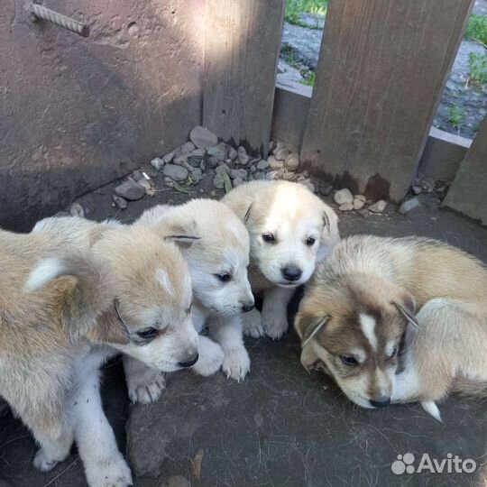 Щенки помесь Сибирской хаски и Алабая