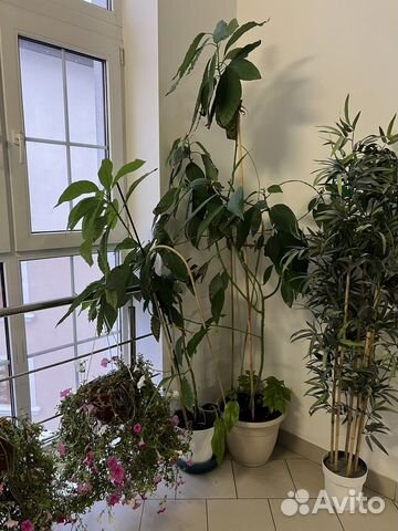 Домашние Растения в горшках: кактусы и авокадо