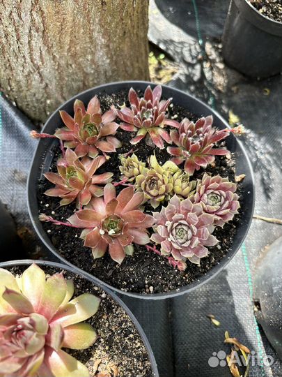 Молодило(каменная роза)