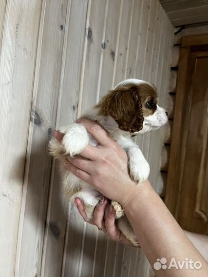 Кинг чарльз спаниель