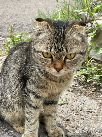 Котенок в добрые руки