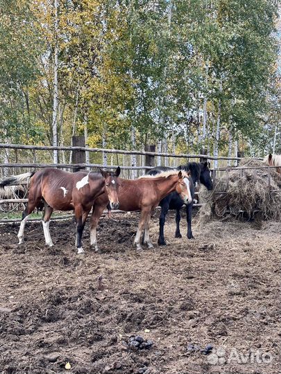 Жеребец