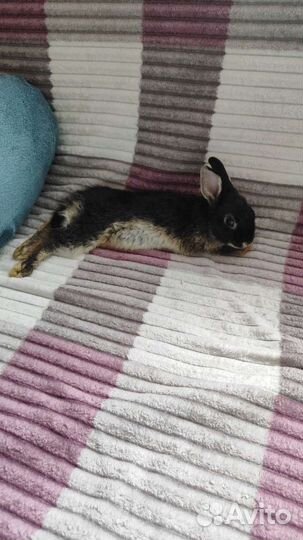 Карликовый кролик