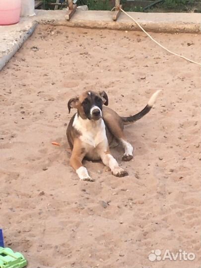 Щенок в добрые руки