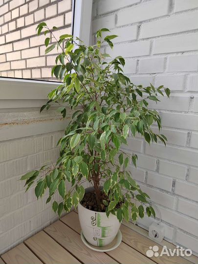 Фикус Бенджамина