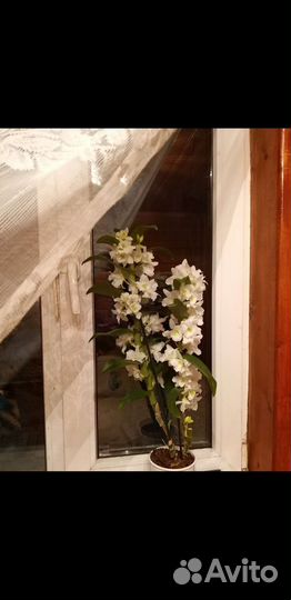 Орхидея дендробиум